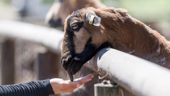 Streichelzoo - &copy; Foto: Alexander Heinl/dpa-tmn