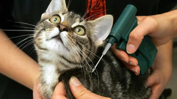 Kennzeichnung einer Katze - &copy; Foto: Ingo Wagner/Archiv