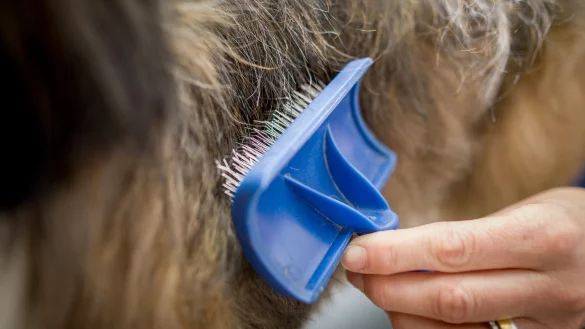 Fellpflege beim Hund - &copy; Foto: Frank Rumpenhorst/dpa-tmn