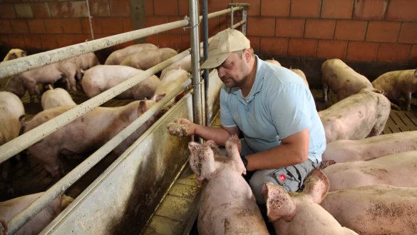 Schweinemäster Friedrich-Wilhelm Meierjohann kontrolliert das Futter. - © Bernhard Preuss