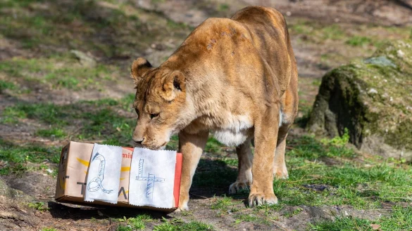 L&ouml;win Zeta - &copy; Foto: Guido Kirchner/dpa