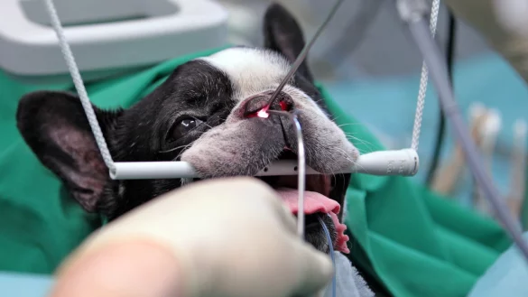 Operation eines Hundes - &copy; Foto: Jan Woitas