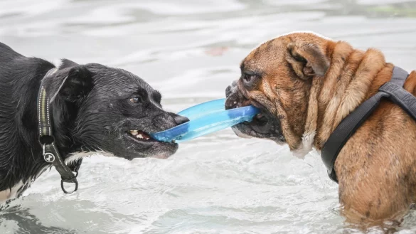 Zwei Hunde - &copy; Foto: Frank Rumpenhorst