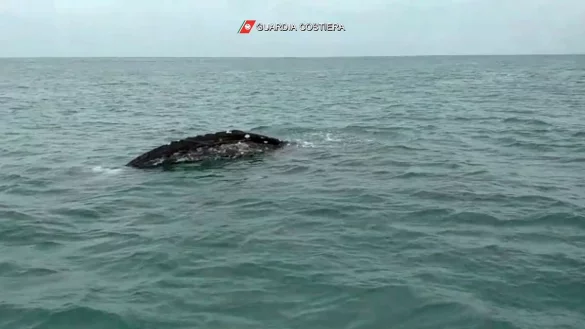 Grauwal - &copy; Foto: Guardia Costiera/dpa