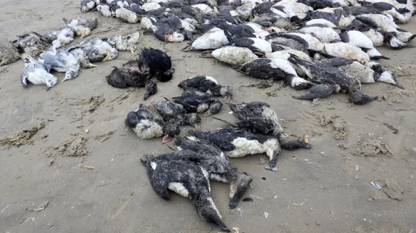 - &copy; S&oslash;ren Vinding/DOF/dpa