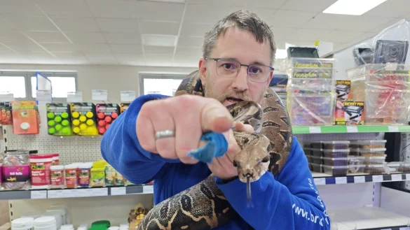 "Da ist die Kamera, Chantal": Brakeler-Tierwelt-Inhaber Sven Dietrich erklärt der Boa Chantal, wie es beim Fotoshooting läuft. - © Svenja Ludwig