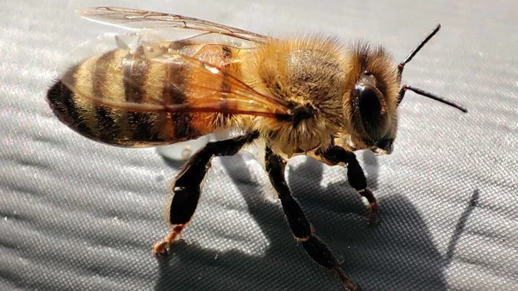 Eine Biene in der Nahaufnahme. - © Mirko Haxter