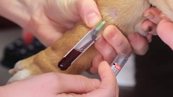 Routine-Check beim&nbsp;Tierarzt - &copy; Foto: Jens Wolf/dpa