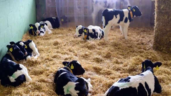 - &copy; Soeren Stache/dpa-Zentralbild/dpa