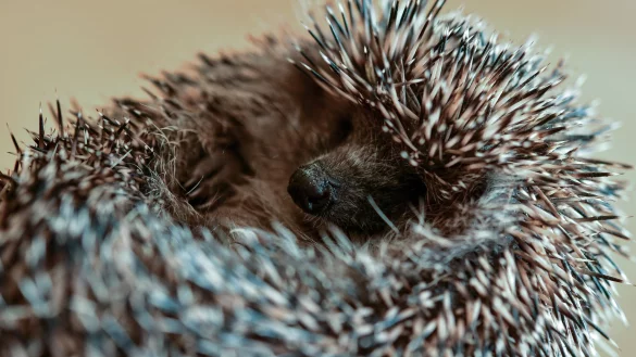 Igeln beim &Uuml;berwintern helfen - &copy; Foto: Patrick Pleul/dpa-Zentralbild/dpa
