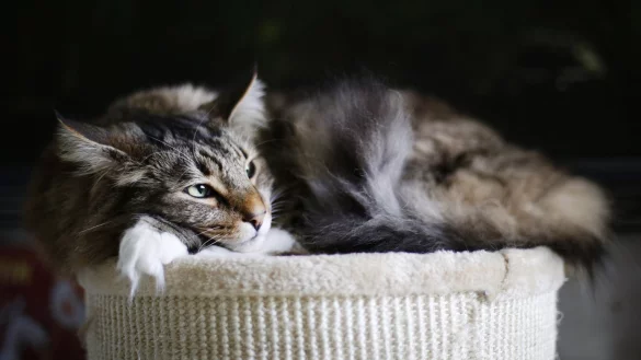 Liegende Katze - &copy; Foto: Ina Fassbender/dpa-tmn