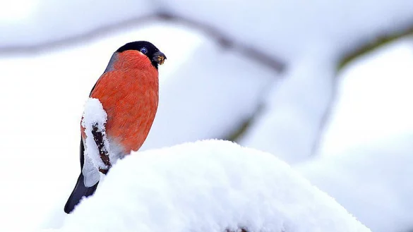 Ein Gimpel, auch Dompfaff oder seltener Blutfink genannt, im Schnee. - &copy; Dietmar Kuhfuss