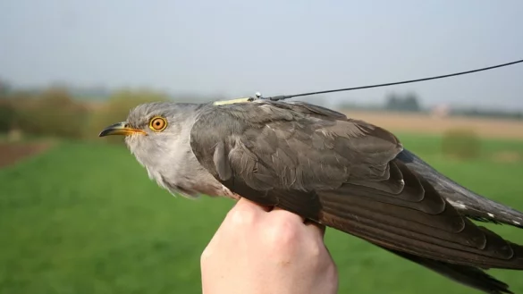 Kuckuck - &copy; Foto: Andreas von Lindeiner