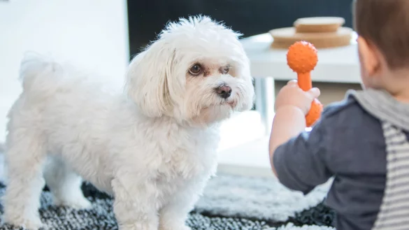 Hundespielzeug ist nichts f&uuml;r Kinder - &copy; Foto: Christin Klose