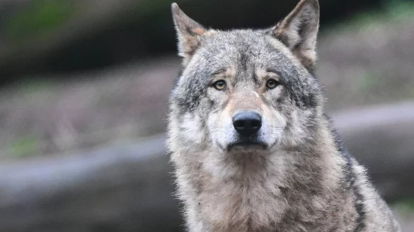 Ein m&auml;nnlicher Wolf riss im Juli in Stemwede mehrere Schafe. &Uuml;ber seinen Verbleib ist nichts bekannt. - &copy; dpa