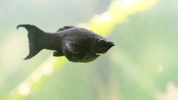 Mollys im Aquarium - &copy; Foto: Andrea Warnecke