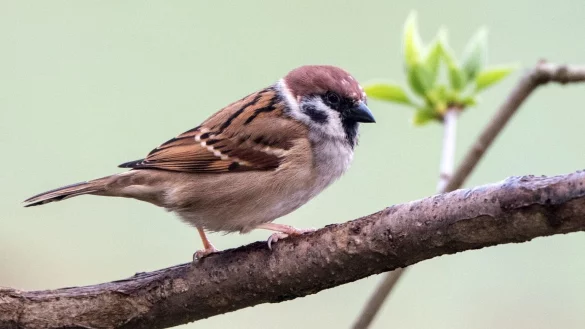 V&ouml;gel k&ouml;nnen einen t&ouml;dlichen Schock bekommen - &copy; Foto: Andrea Warnecke/dpa-tmn