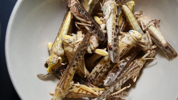 Heuschrecken-Imbiss - &copy; Foto: Karin Willen