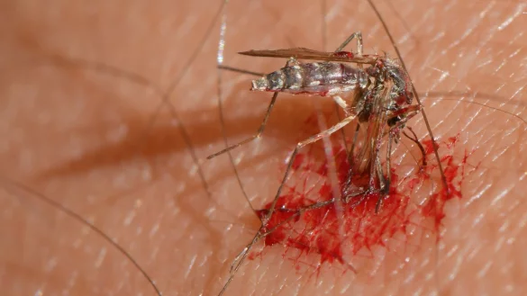 Viele M&uuml;cken in diesem Sommer - &copy; Foto: Patrick Pleul/dpa-Zentralbild/dpa