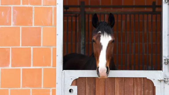 Pferd im Stall - &copy; Foto: Ralf Hirschberger