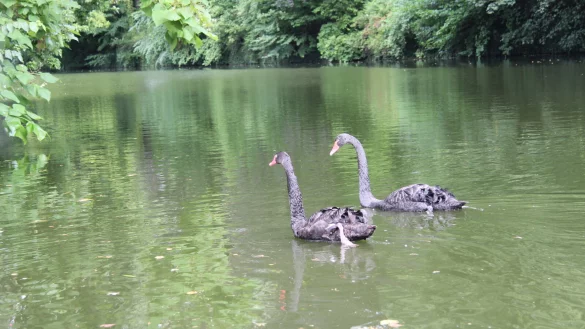 Das Trauerschwan-Paar auf dem Detmolder Schlossgraben ist ein echter Hingucker, wenn es gemeinsam seine Kreise zieht. - &copy; Jana Beckmann