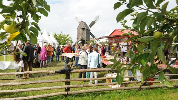 An der Bockwindmühle dreht sich beim Freilichtgenuss in diesem Jahr alles um tierische Produkte. - © André Gallisch