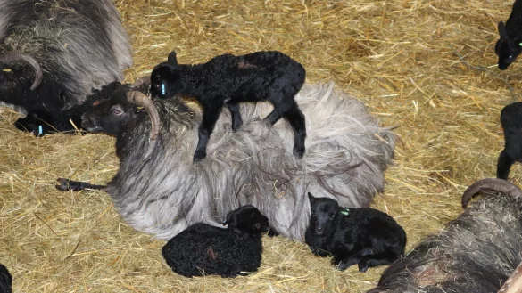 In der Heidschnuckensch&auml;ferei sind dieses Jahr bereits 300 L&auml;mmer geboren worden. - &copy; Matthias Bungeroth