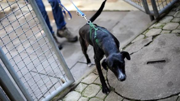 Hund - © Foto: Uwe Zucchi