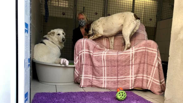 Melanie Vogt mit zwei Hunden in dem neugestakteten Zwinger. Der Blick geht durch die T&uuml;re, die neu eingebaut worden ist. - &copy; Sven Kienscherf