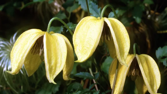 Clematis - &copy; Foto: Marion Nickig/dpa