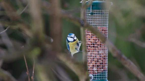 Kohlmeise - &copy; Foto: Andrea Warnecke/dpa-tmn