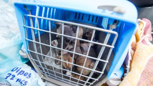 Eingesperrte Welpen - &copy; Foto: Armin Weigel/dpa