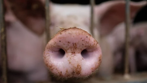 Tierwohl - &copy; Foto: Sebastian Willnow/dpa-Zentralbild/dpa