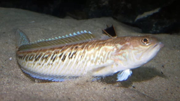 Giftfisch Peterm&auml;nnchen - &copy; Foto: Wolfgang Runge/dpa