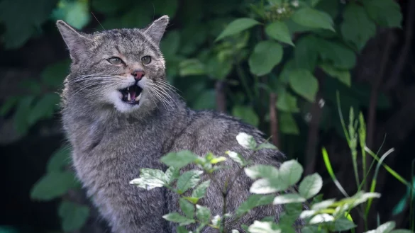 Wildkatze - &copy; Foto: Martin Schutt/dpa-Zentralbild/dpa