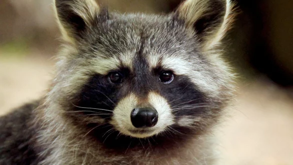 Waschb&auml;r im Garten - &copy; Foto: Fredrik von Erichsen/dpa/dpa-tmn