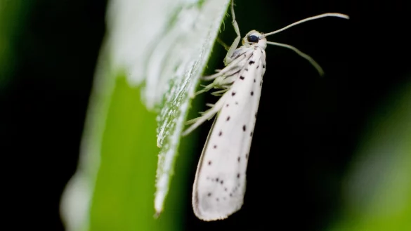 Gespinstmotte am Apfelbaum - &copy; Foto: Julian Stratenschulte/dpa/dpa-tmn