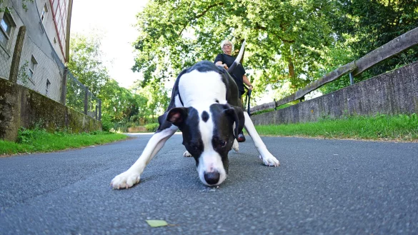 Mischling &bdquo;Archie" macht sich mit Kirstin Held an der Leine auf die Suche nach Frauchen. - &copy; Nicole Ellerbrake