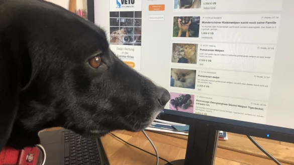 Einen Partner für Mora im Internet zu suchen – keine gute Idee ihres Frauchens. Eingetragene Züchter oder Tierheim sind dafür die besseren Adressen.  - © Silke Buhrmester