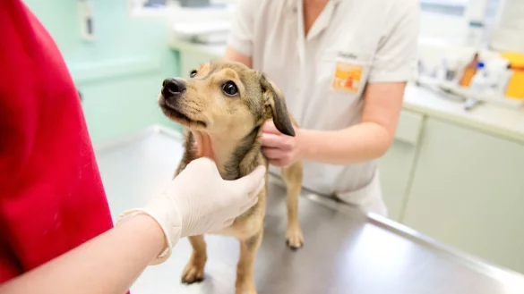 Der erste Tierarztbesuch ist oft pr&auml;gend f&uuml;r das Tier - &copy; Foto: Inga Kjer/dpa-tmn
