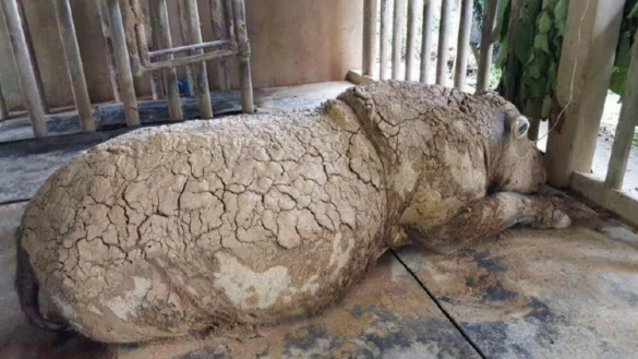 Fast Ausgestorben - &copy; Foto: Sabah Wildlife Department (swd)/BERNAMA/dpa