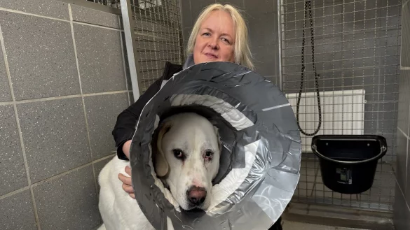 Melanie Vogt mit "Kostja". Der Hund muss aufgrund einer vorangegangenen Augenoperation derzeit einen Trichter tragen, damit er sich nicht am Auge kratzt. - &copy; Sven Kienscherf