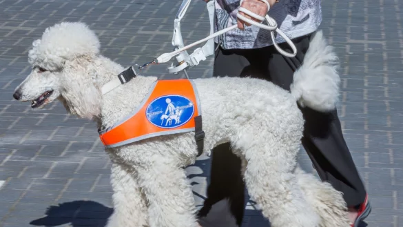 Blindenhund - &copy; Foto: Jens B&uuml;ttner/dpa-Zentralbild/dpa
