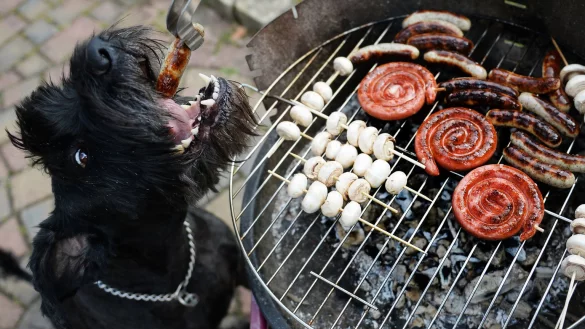 Hunden nichts vom Grill geben - &copy; Foto: Daniel Maurer/dpa
