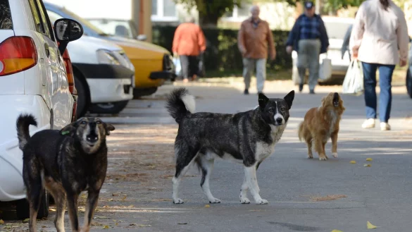 Streunende Hunde in Rum&auml;nien - &copy; Foto: Jens Kalaene/dpa-Zentralbild/dpa-tmn
