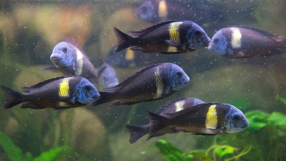 Aquarium naturnah gestalten - &copy; Foto: dpa