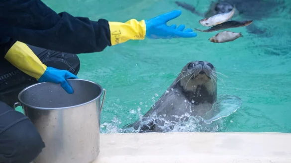 Seehundstation - &copy; Foto: Sina Schuldt/dpa