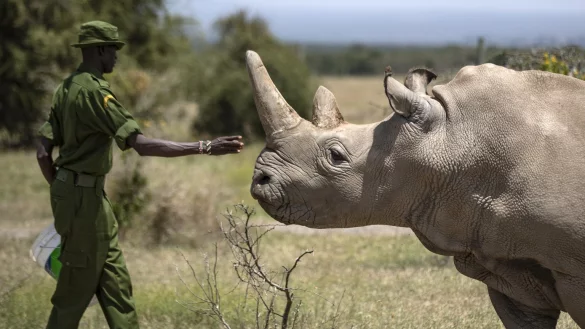 Rettung von Nashorn-Unterart - &copy; Foto: Ben Curtis/AP