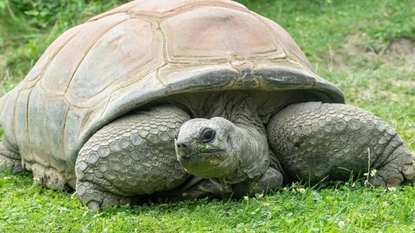 Schildkr&ouml;te Schurli - &copy; Foto: Daniel Zupanc/TIERGARTEN SCH&Ouml;NBRUNN/dpa