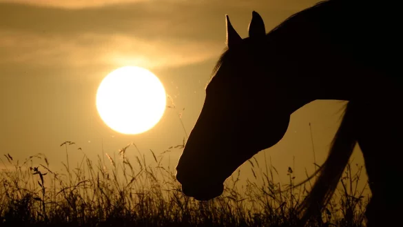 Pferd - &copy; Foto: Felix K&auml;stle/dpa